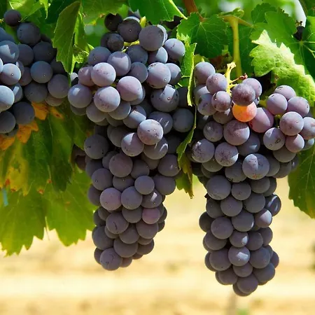 דירה Casa Trallero Almazorre